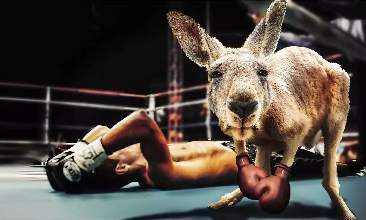 Un guide pour devenir un pro de la boxe : comprendre les règles non écrites du ring