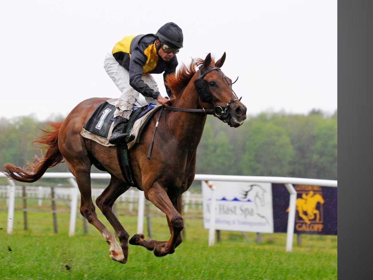 Les courses de chevaux expliquées