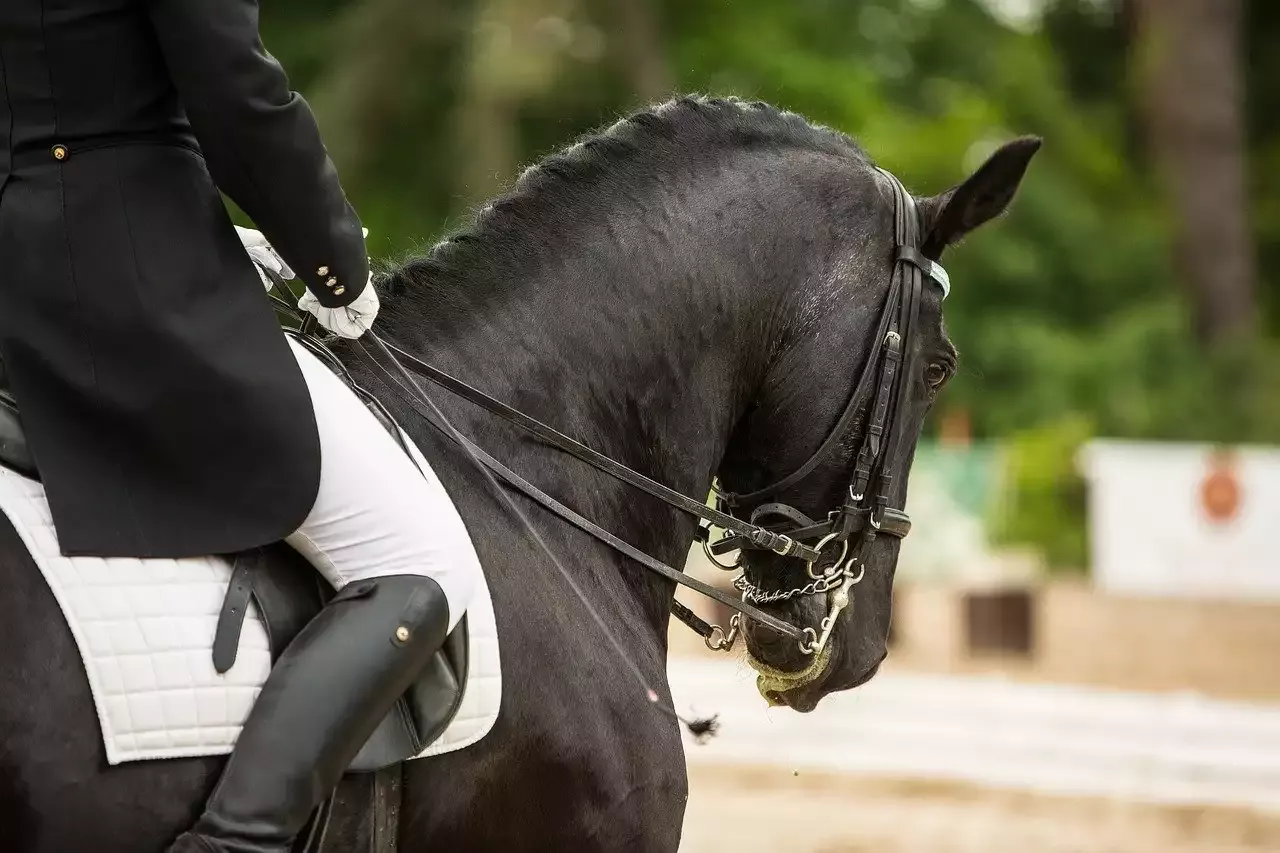 Courses hippiques - Chasse nationale